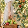 Arya's Apple |Sweet apples freshly picked from the orchard at