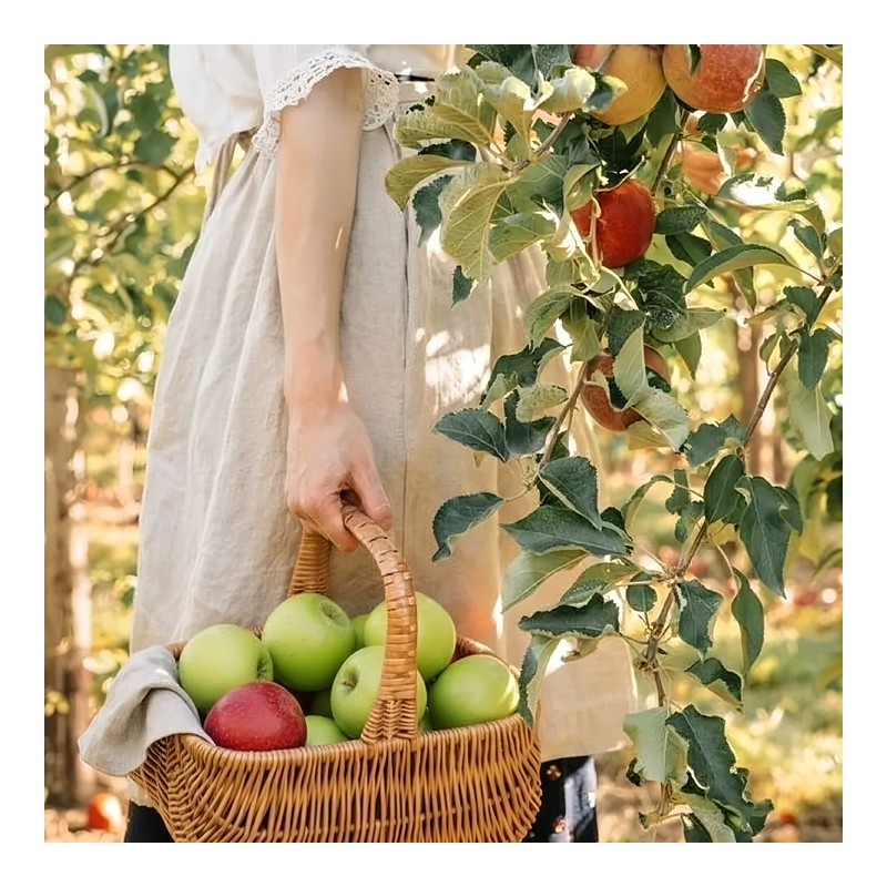 Arya's Apple |Sweet apples freshly picked from the orchard at