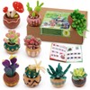 Dennty Wool Felt Kit, Succulent Needle Felt Set of 9,