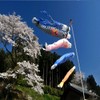 Bluelover 1 Set 5 Stück Japanische Flagge Carp Carp Banner