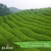 Pukka Organic Supreme Matcha Herbal Tea 20 Bags Decaf Green