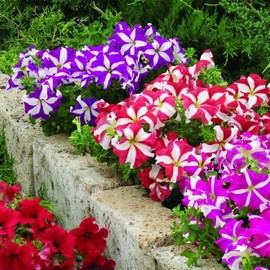 KIRA SEEDS - Petunia Starfall F1 Mix - Annual Flowers for Planting - GMO Free