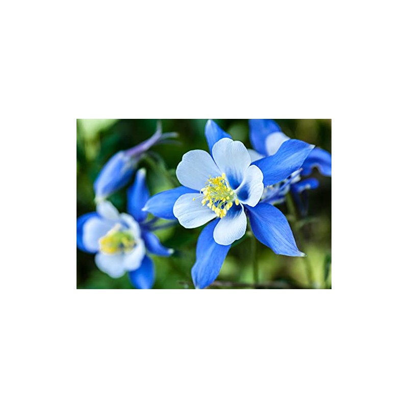 1,000+ Blue Colorado Columbine Flower Seeds, Non-GMO
