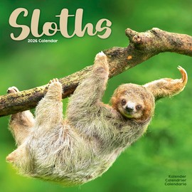 Sloths Calendar 2026 | 12 Month Wall Calendar | Avonside Publishing | Plastic Free Packaging