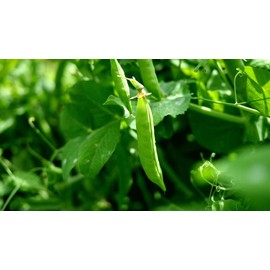 Green Arrow Garden Peas, 50 Heirloom Seeds Per Packet, Non GMO Seeds