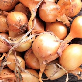 TomorrowSeeds - Super Sweet Candy Onion Sets (Bulbs) - 1 Pound - for 2025 Planting Seeds Gardening Noon Intermediate Day Neutral Yellow Granex Vidalia Type Onions Grow Your Own