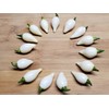 Biquinho White Pepper 10+ Seeds