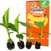 4-Pack of Fruiting Starter Plant Plugs by Foxtown Farms (Dwarf