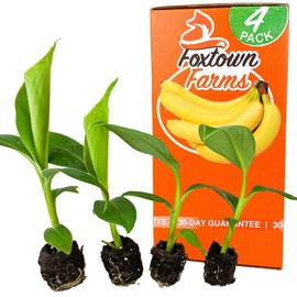 4-Pack of Fruiting Starter Plant Plugs by Foxtown Farms (Dwarf Cavendish Banana (4-Pack))