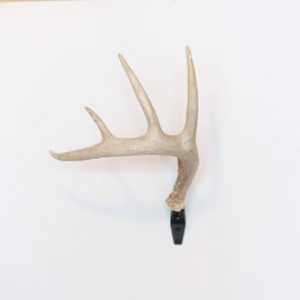 Rack Hub RH1 Single Antler Display
