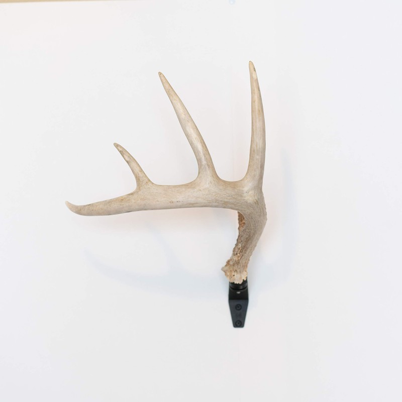 Rack Hub RH1 Single Antler Display
