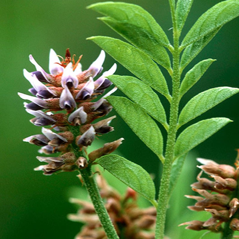 Pure Original Ingredients Licorice Extract (1lb) Non-GMO, Gluten-Free, Mulethi Powder