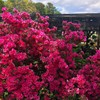Nelson Acid Loving Plant Food Huge Blooms For Azalea Jasmines