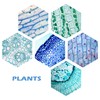 Prolee 200 Packs Microscope Slides, 100 Plants & 100 Animal