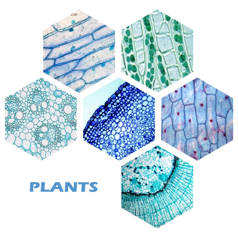 Prolee 200 Packs Microscope Slides, 100 Plants & 100 Animal