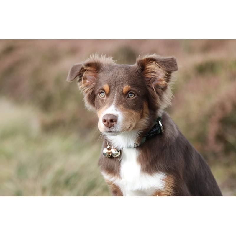 Beau's Bells 2 Extra Loud Cat & Dog Bells |