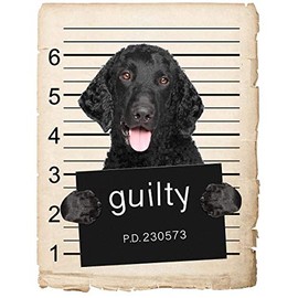 Curley Coated Retriever Dog Mugshot Bad Dog Car Bumper Magnet, Magnetic for Refrigerator, Decorative Fridge, Office, Whiteboard, Kitchen, Locker Waterproof Decor, Family & Friends, 4x7 in