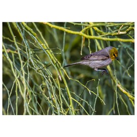 Will Davis Studios Verdin Jumps to the Next Branch Photography Fine Art All Occasion Greeting Card. (Blank Inside)