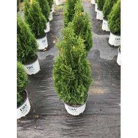 Emerald Green Arborvitae (Thuja occidentalis 'Emerald Green')
