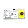Certified 10 Mukhi Rudraksha (Ten Faces) - Capricorn & Aquarius