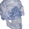 3B Scientific A20/T Classic Skull transparent 3-part - 3B Smart