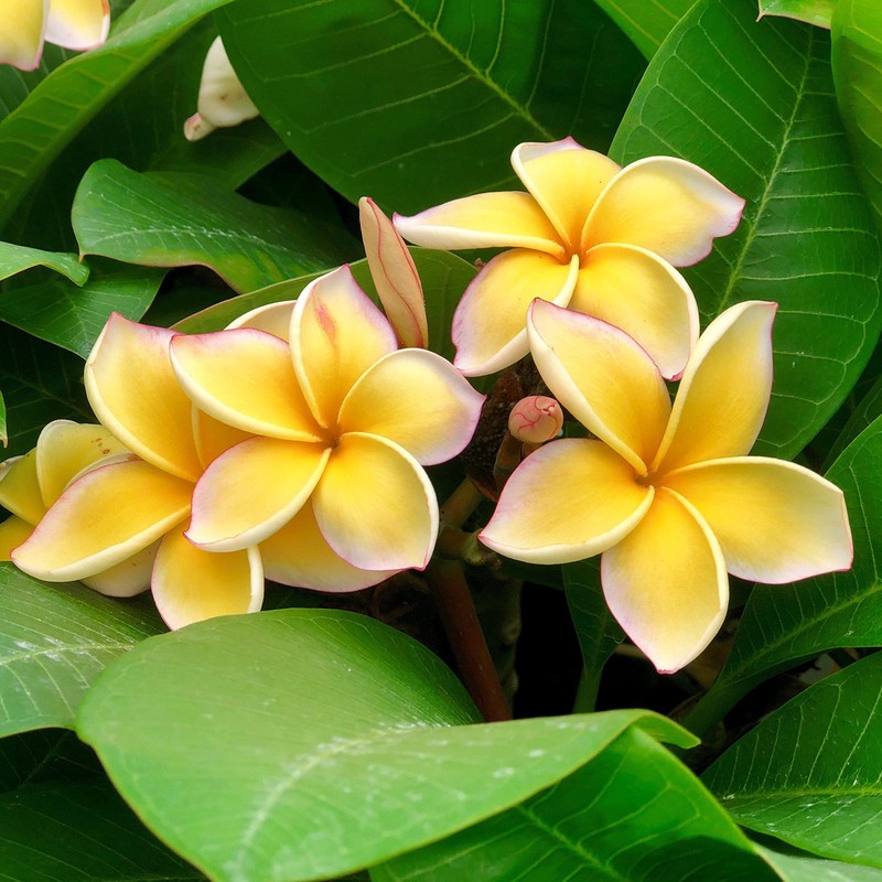 Hawaiian Frangipani Plumeria Plant Cuttings 4Pk H5