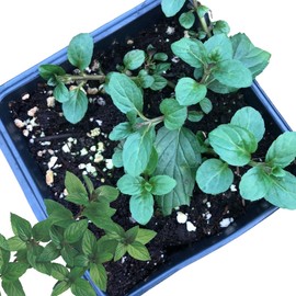 Organic Mint Plant, Peppermint Plant, (Mentha piperita) in 2.5-inch Pot - Excellent for Tea, Perennial Herb, Companion Plant