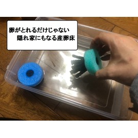 [Japanese Brand] HIMARISUN Eggs Can Be Removed, Jagged Legs Spawning Floor, 8 Pieces (Green), Easy to Tangle, Spawning Area Increased