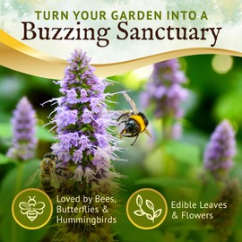Everwilde Farms Anise Hyssop Seeds 1 Oz – Native Perennial Wildflower and Medicinal Herb – Easy to Grow and Attracts Bees & Butterflies – Great for Tea & Honey – Gold Vault Bulk Seed Packet
