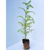 Tree 3 Small Dawn Redwood Live Tree Seedling Garden 3