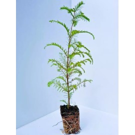 Tree 3 Small Dawn Redwood Live Tree Seedling Garden 3 Plants