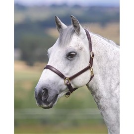 Shires Velocito Gara Ragley Lined Headcollar Hav Pony