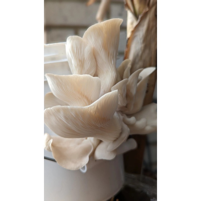 Undisclosed White Oyster Mushroom Fruiting Block | 5 lbs.