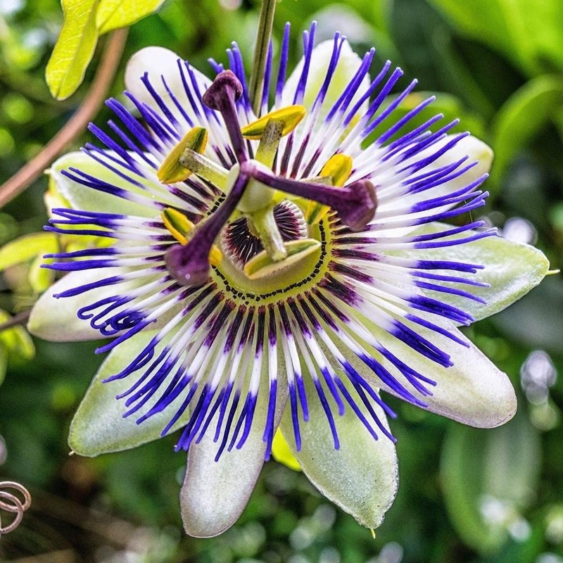 22Day Seeds: Seeds Purple Passionflower/Maypop/Perennial Flowers