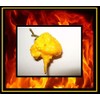 10 Seeds Yellow Carolina Reaper Hottest Pepper on Earth Guinness