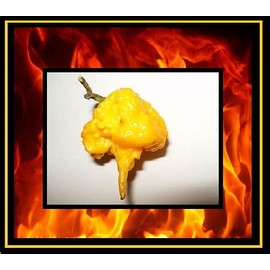 10 Seeds Yellow Carolina Reaper Hottest Pepper on Earth Guinness World Record!