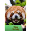 Red Panda Birthday Card