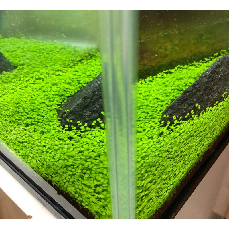 Green Carpet in the Water, Seeds of Aquatic Plants, Mini