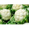 Snowball Self-Blanching Cauliflower Seeds for Planting, 1000+ Heirloom Seeds Per
