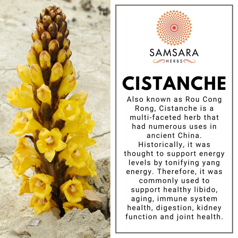 Samsara Herbs Cistanche Extract Powder (8oz) 20:1 Concentration - 3rd