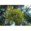 Health Embassy Mistletoe Herb Tea | Viscum Album L |