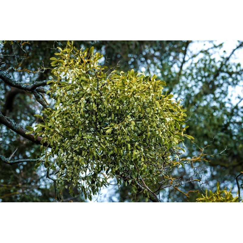 Health Embassy Mistletoe Herb Tea | Viscum Album L |
