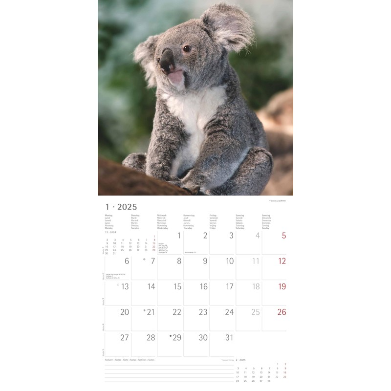 Alpha Edition - Koalas 2025 Brochure Calendar, 30 x 30