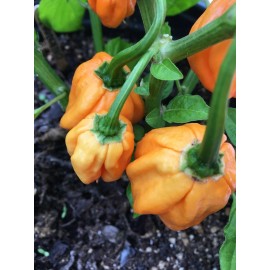 Tyler Farms 10+ Bahamian Goat Pepper Seeds | Rare, exotic chile seeds | Naturally grown