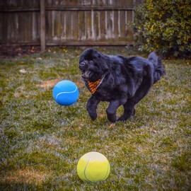 Pet Fit For Life Giant Tennis Ball 2-Pack - Unleash The Fun with These Oversized Tennis Balls for Dogs - Includes Bonus Handheld Pump