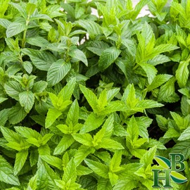 Herb To Body Spearmint Leaf C/S | Cut & Sifted | Mentha Spicata | Wildcrafted | 4oz
