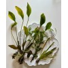 South American Cichlid Plant Bundle-Wisteri