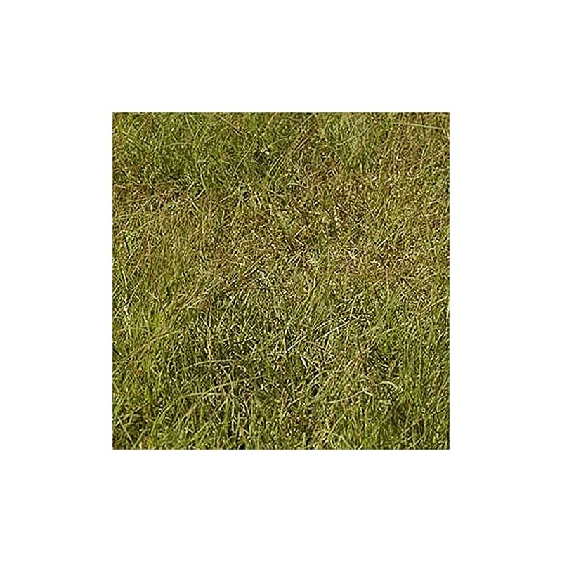 Everwilde Farms - 1/4 Lb Buffalo Grass Native Grass Seeds