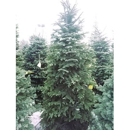 Leah's Lite WOOD WICK * 16 OZ * CHRISTMAS TREE FARM SCENTED *  Leah's Lite Candle