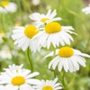 CEMEHA SEEDS - Seeds German Chamomile Perennial Herbs for Planting